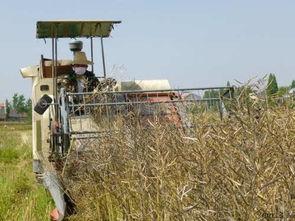 国产菜籽收割了吗视频,丰收景象尽收眼底